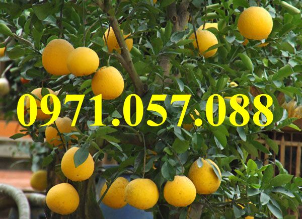 GIỐNG CÂY BƯỞI DIỄN